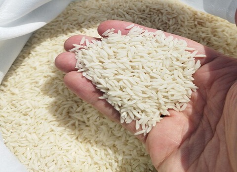 تصویر 2 از قیمت خرید برنج طارم هاشمی کشت دوم + فروش ویژه